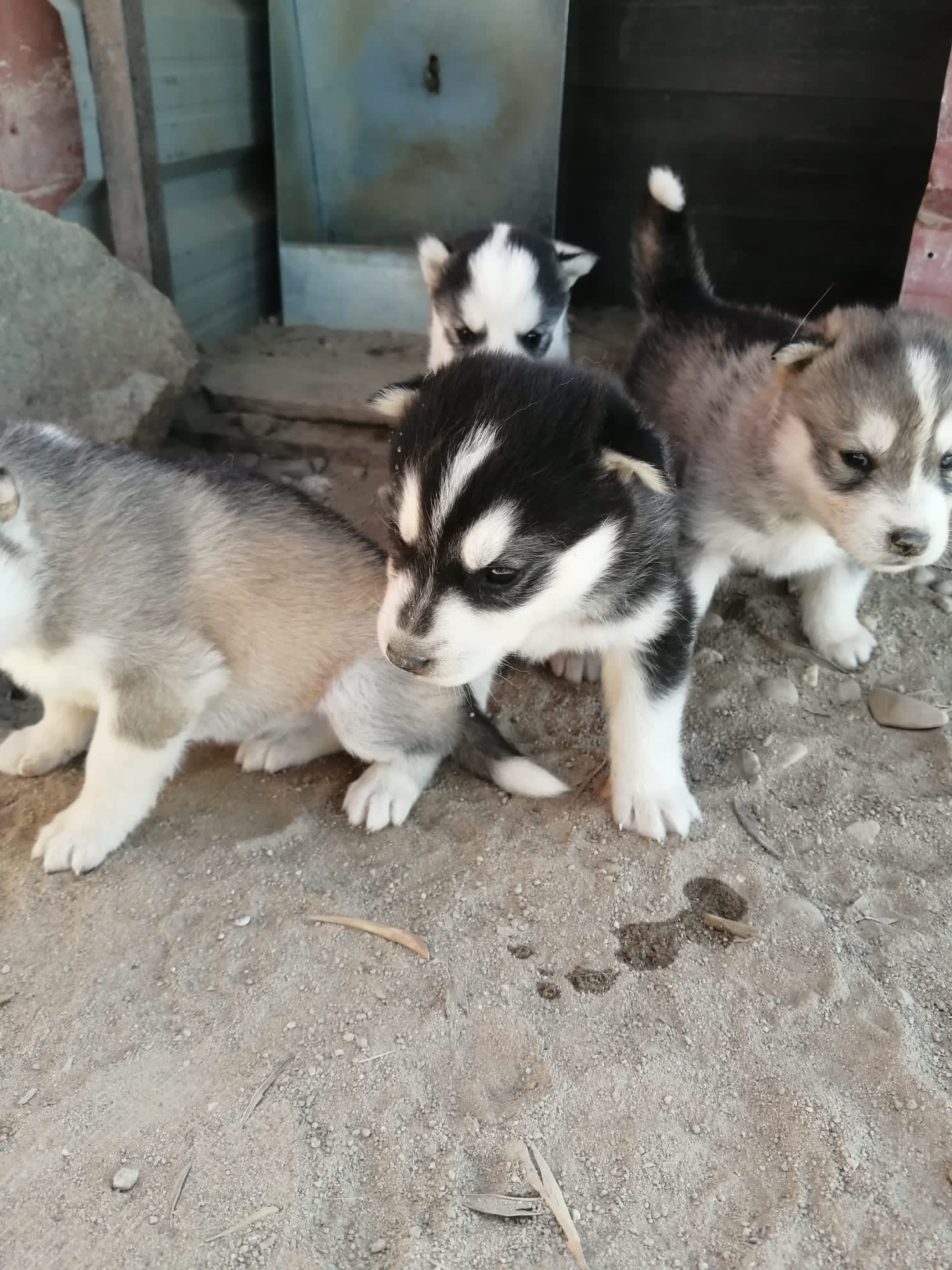 Foto 2 de Huskys Siberianos