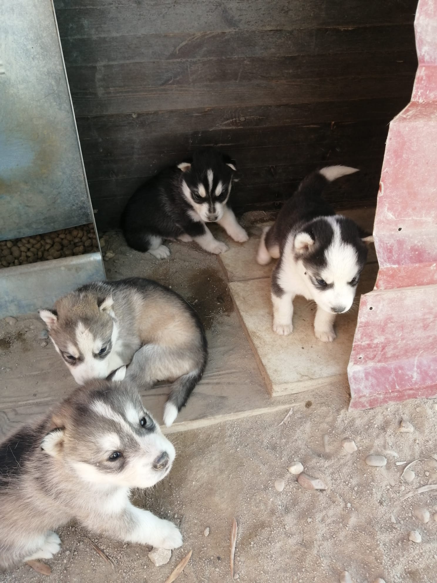 Foto 3 de Huskys Siberianos