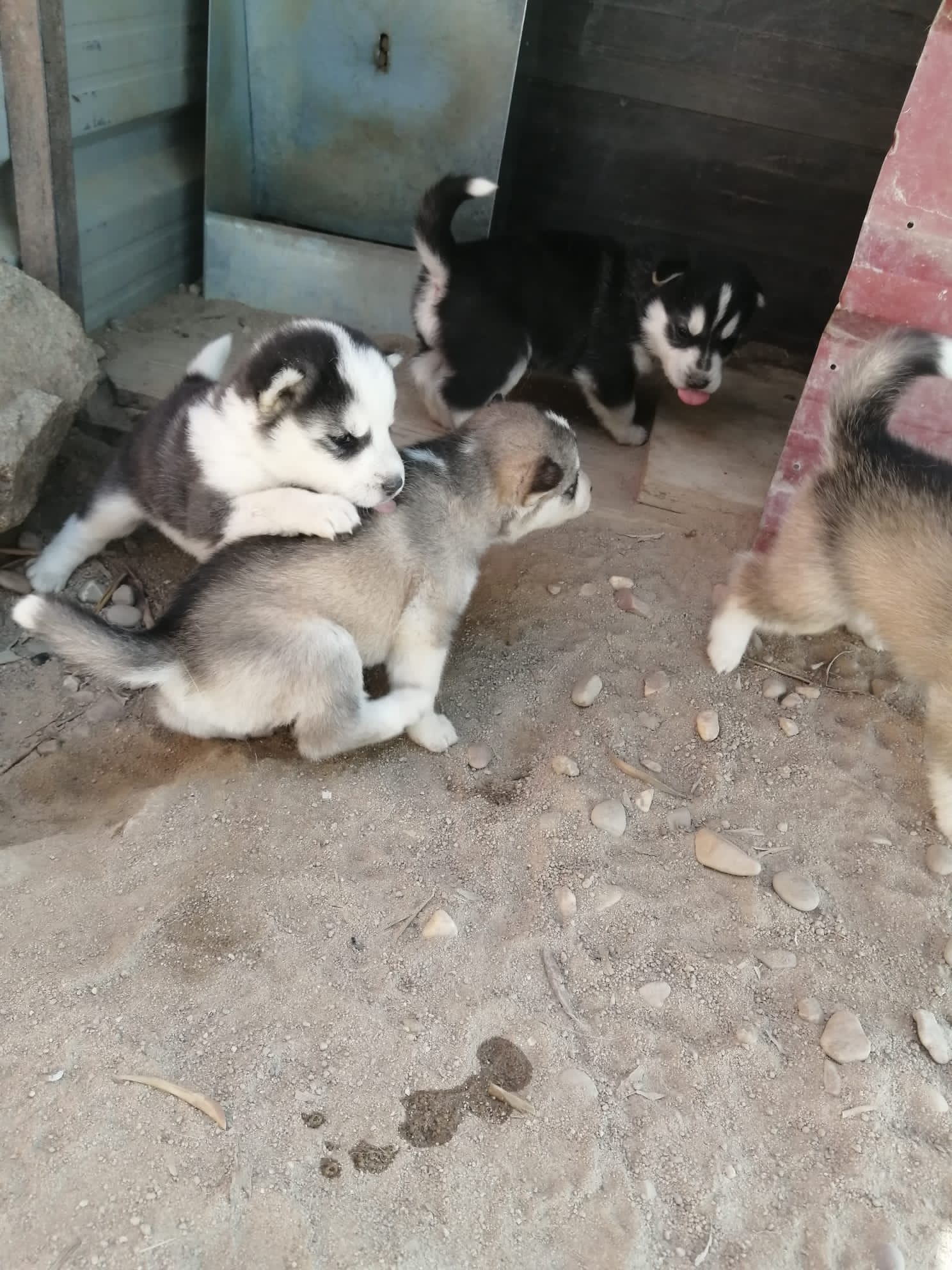 Foto 4 de Huskys Siberianos
