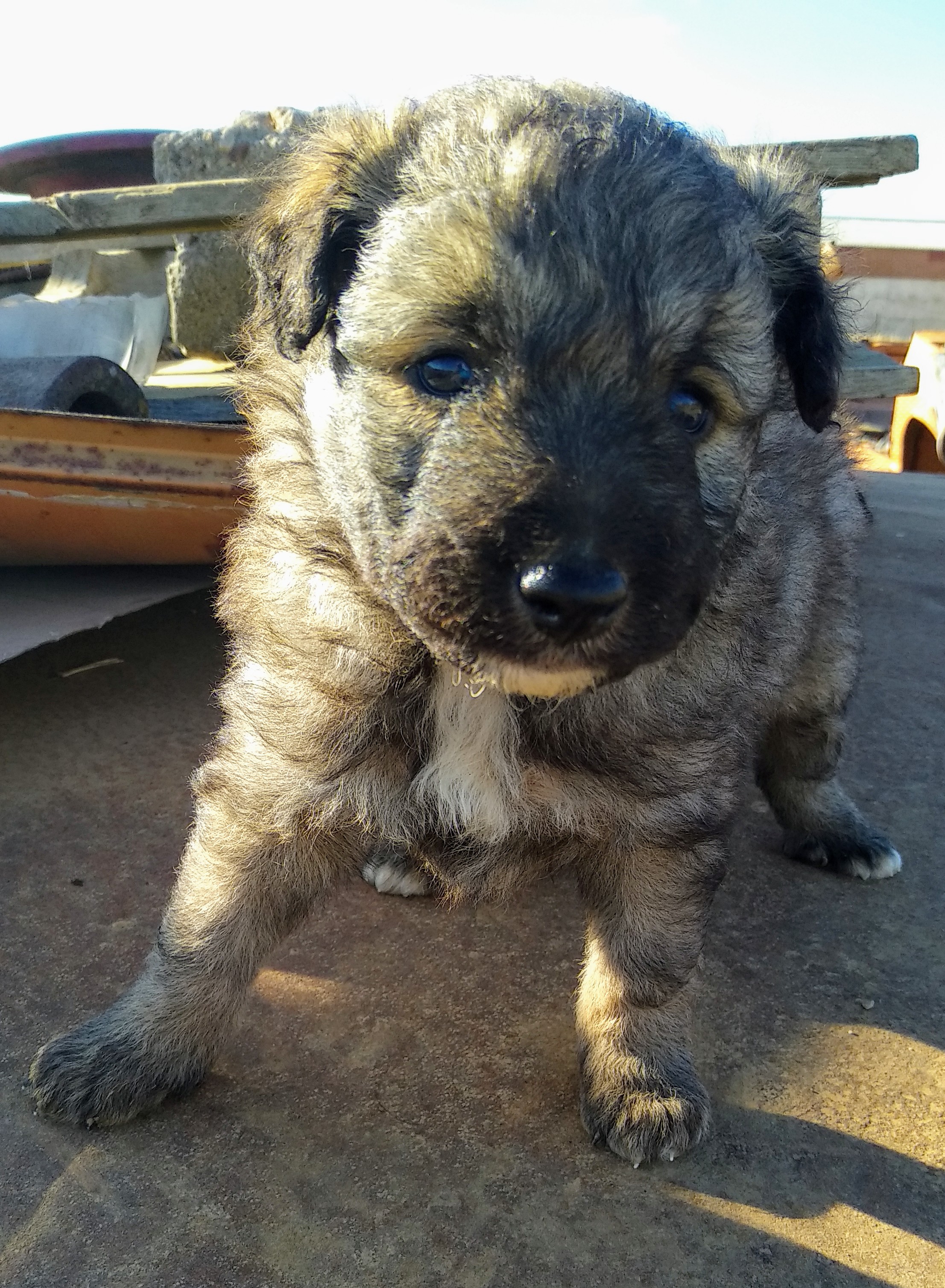 Se regalan cachorritos  raza carea 