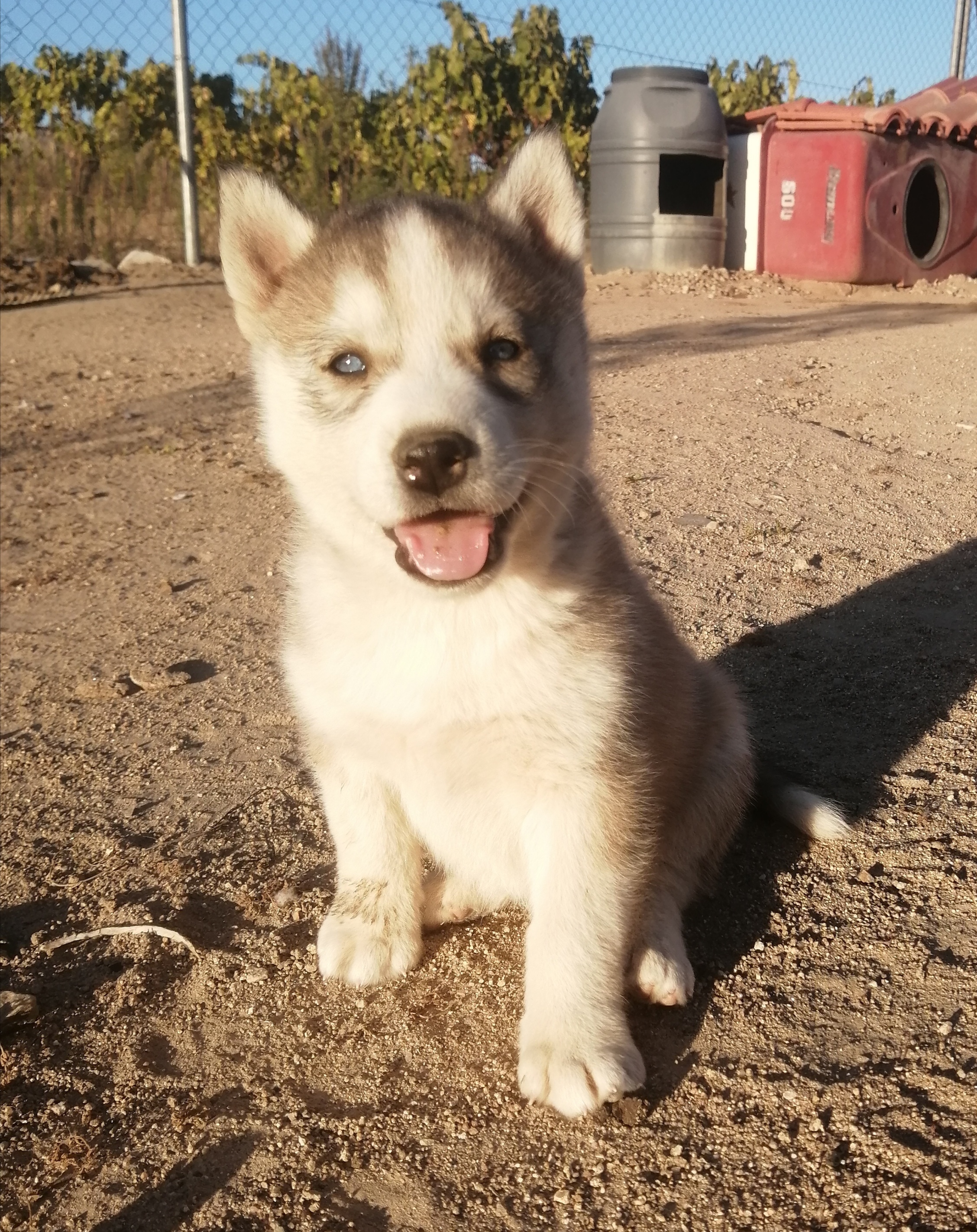 Husky