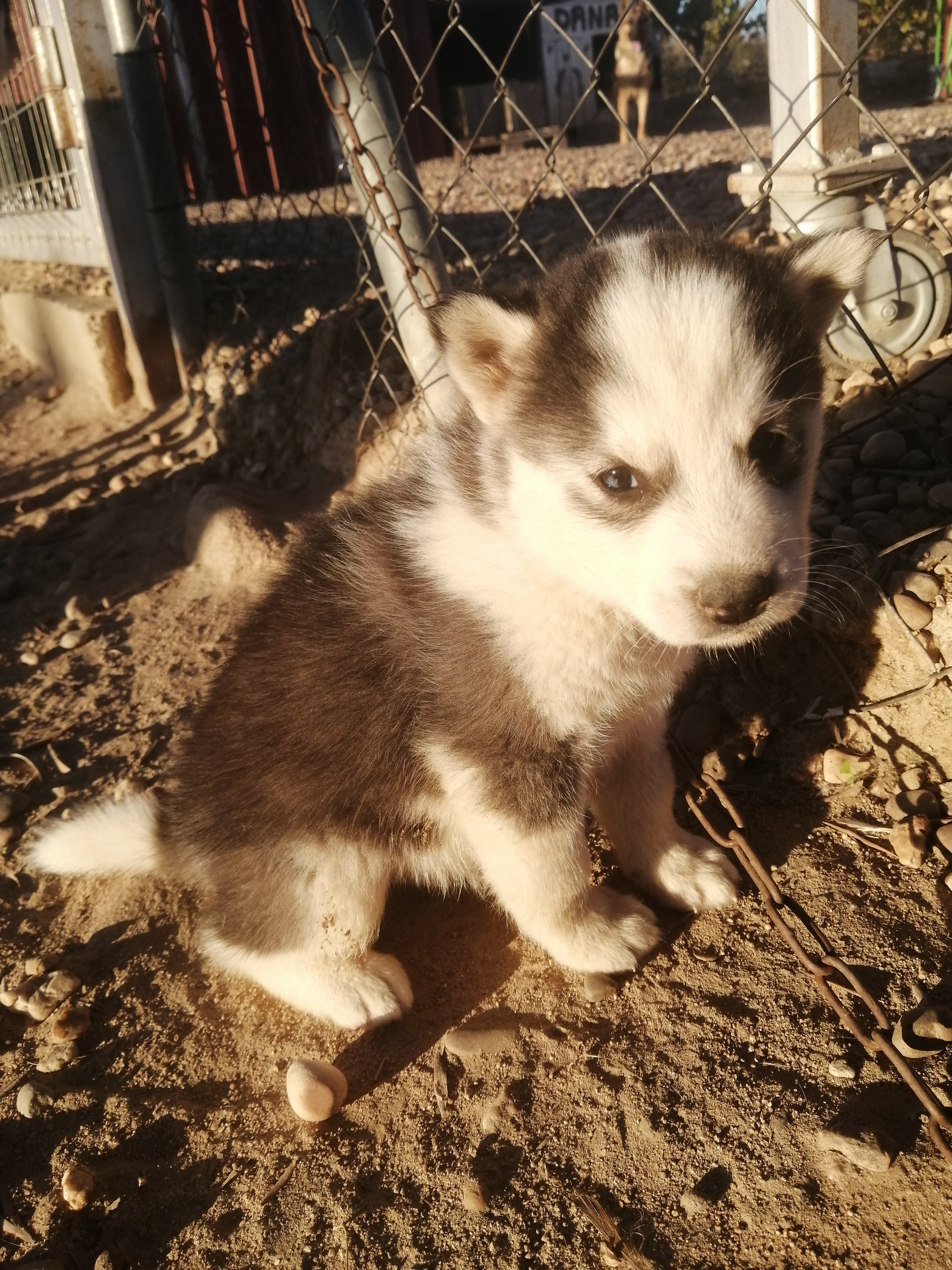 Foto 3 de Husky