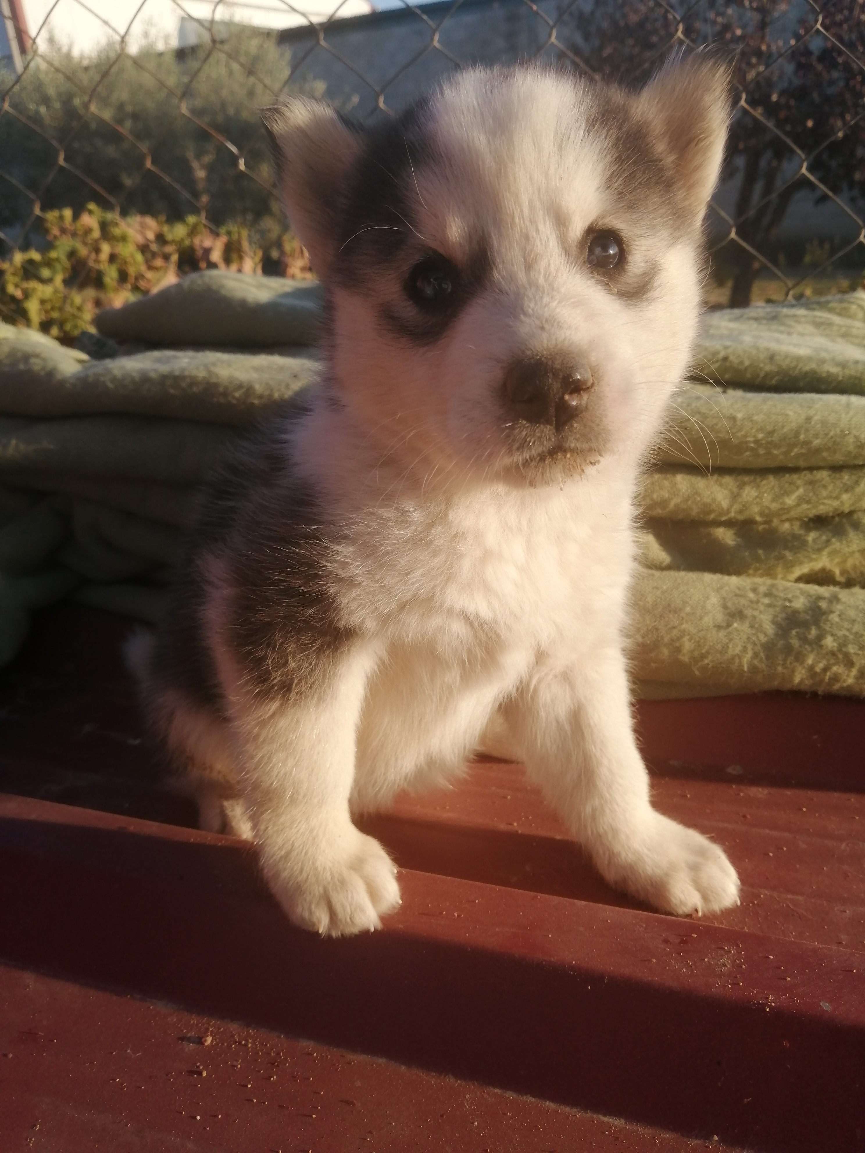 Foto 4 de Husky