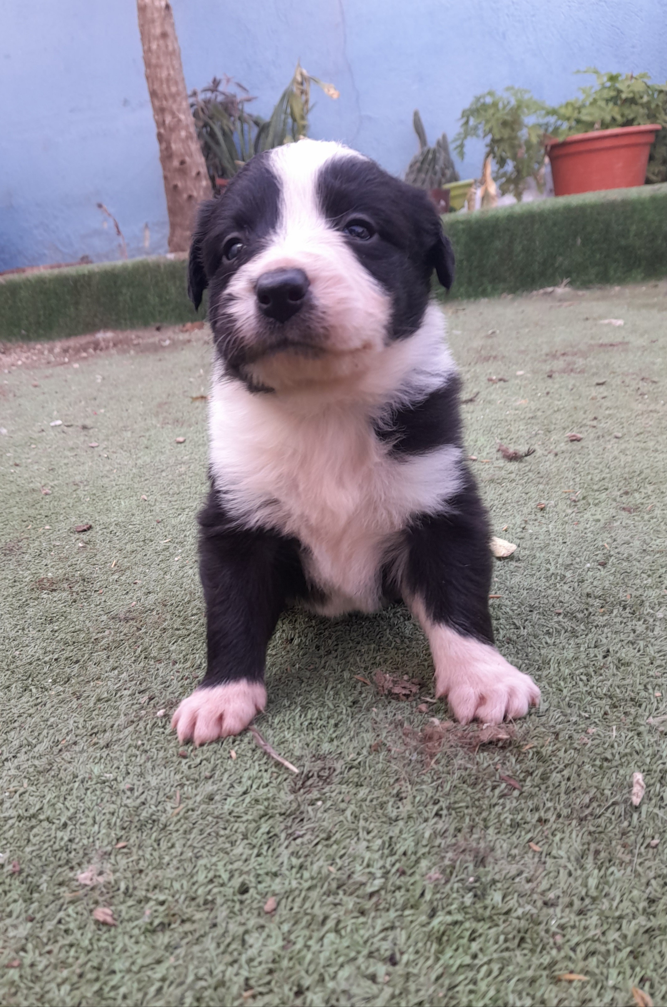 Se venden border collie puros
