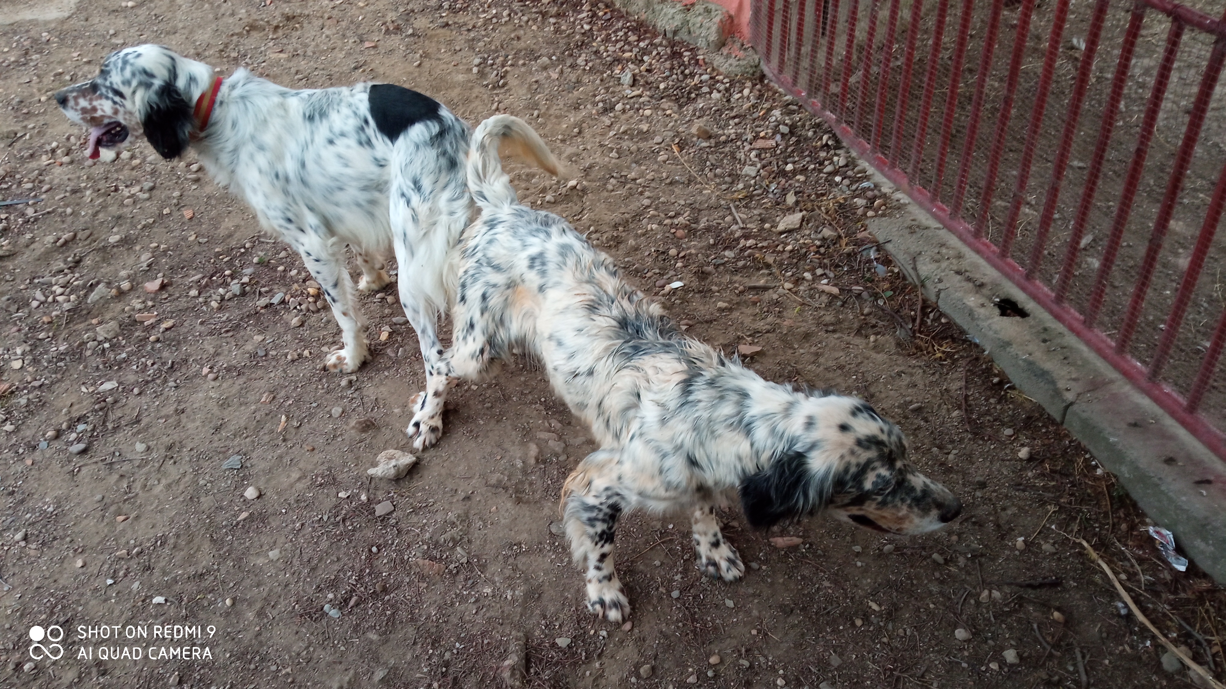 Foto 2 de Cachorros de setter ingles