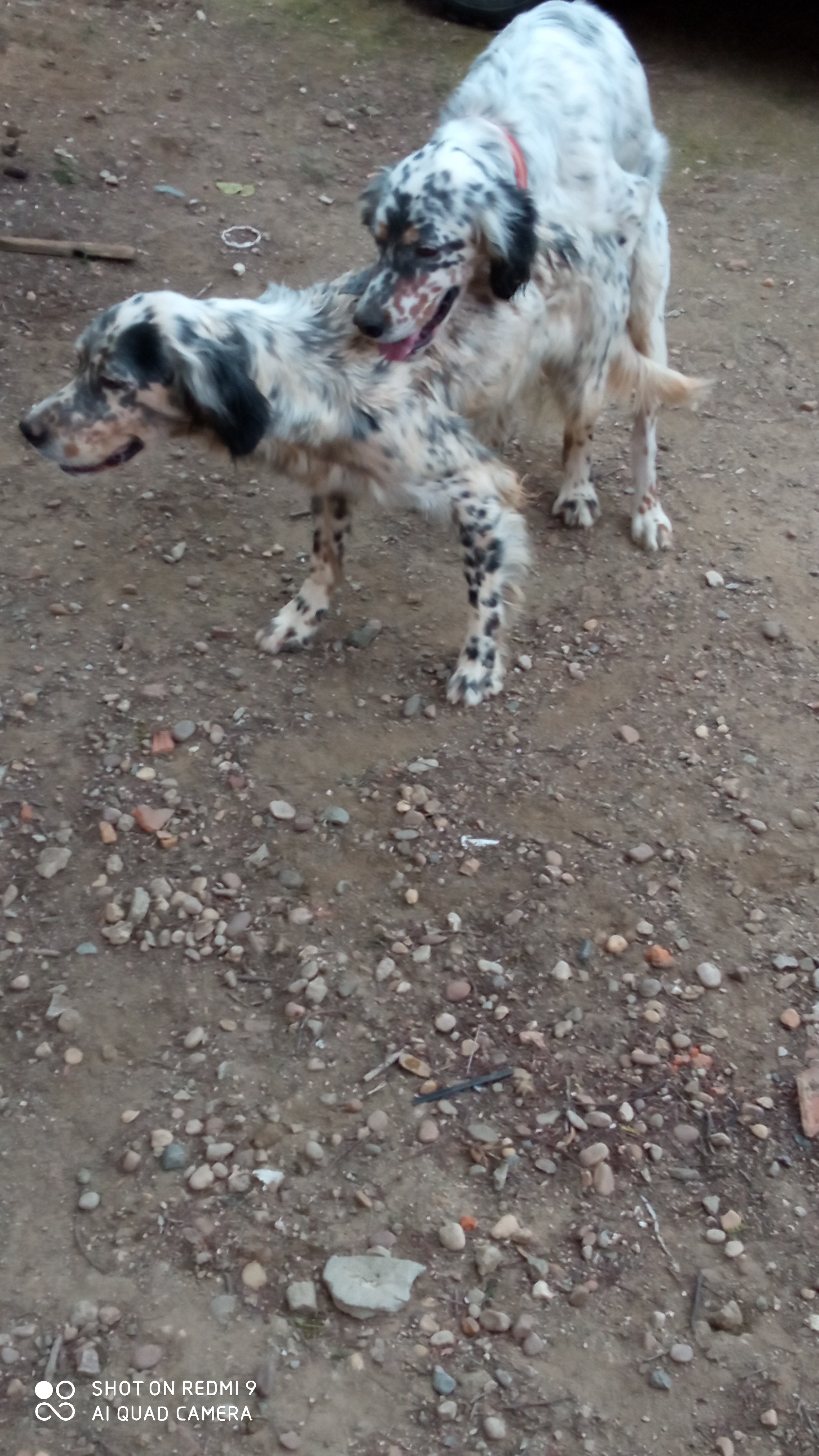 Foto 3 de Cachorros de setter ingles