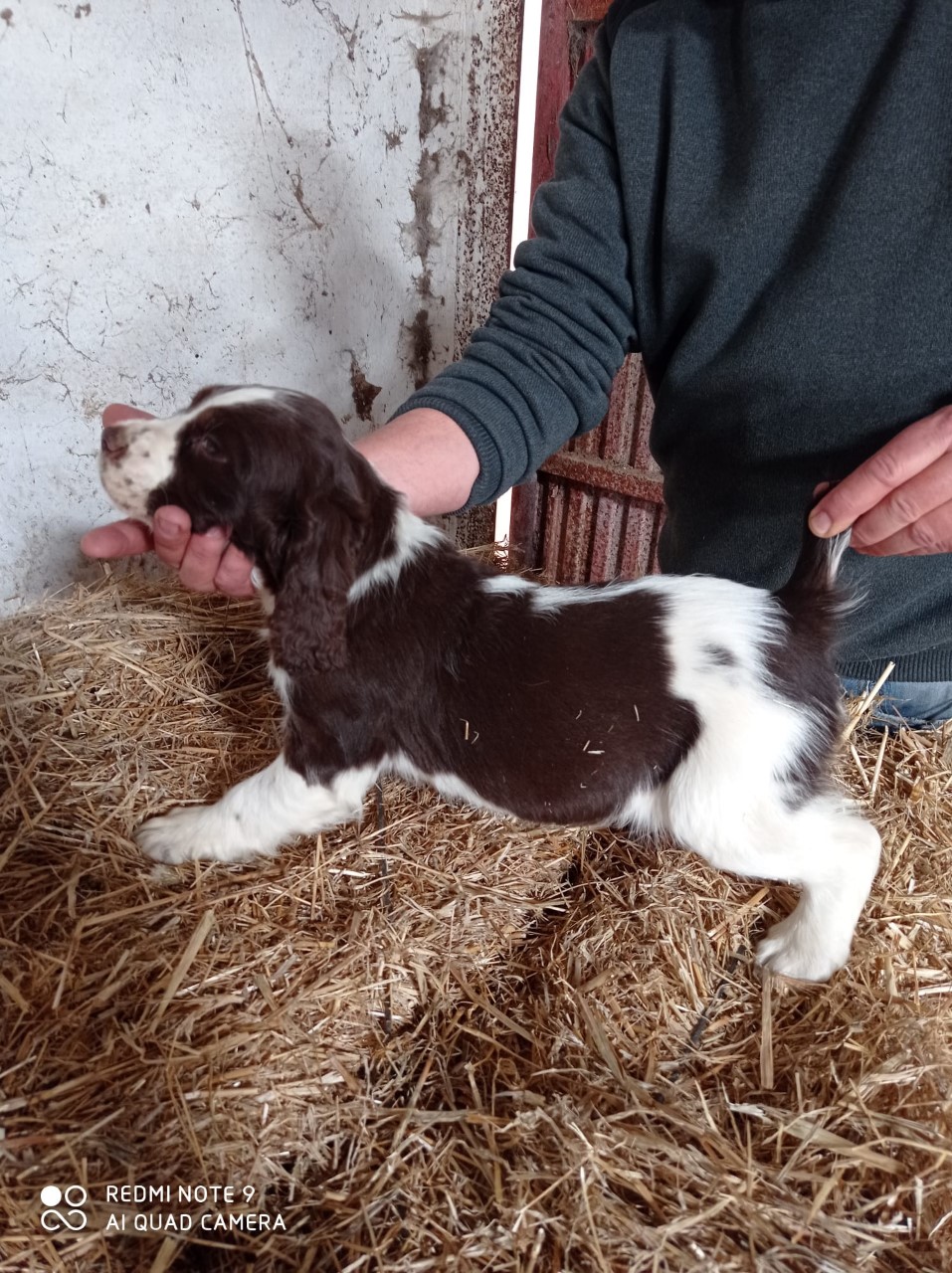 CACHORROS DE SPANIEL SPRINGEL