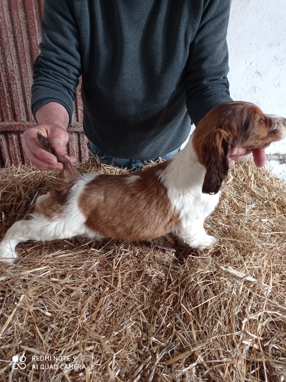 Foto 3 de CACHORROS DE SPANIEL SPRINGEL