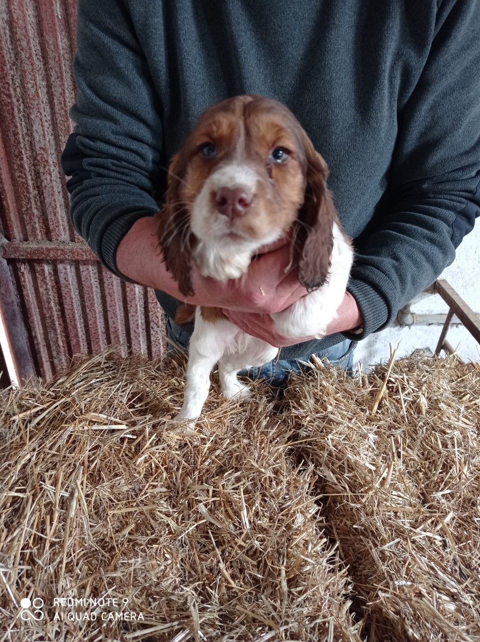 Foto 4 de CACHORROS DE SPANIEL SPRINGEL