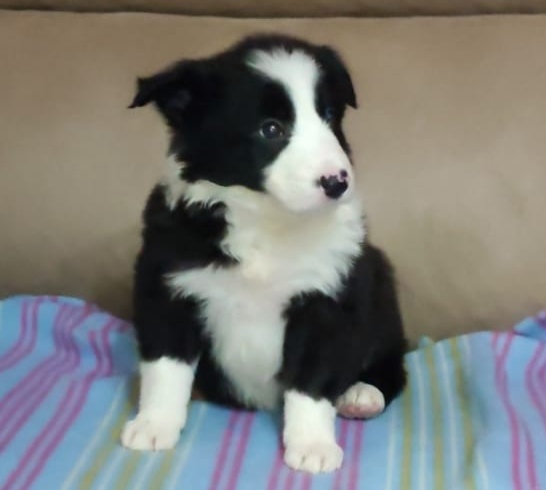 Vendo cachorros de border coli 