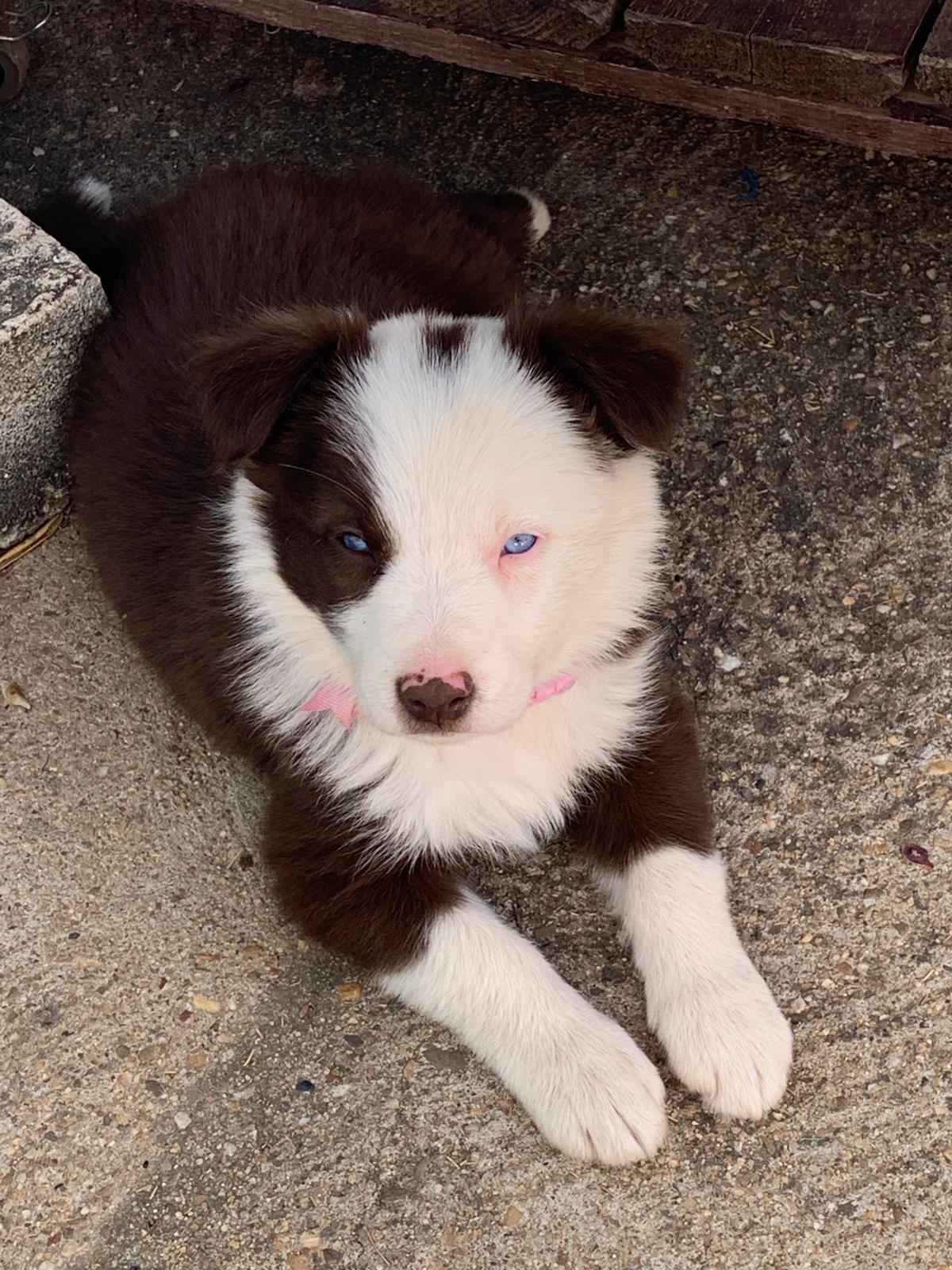Border Collie