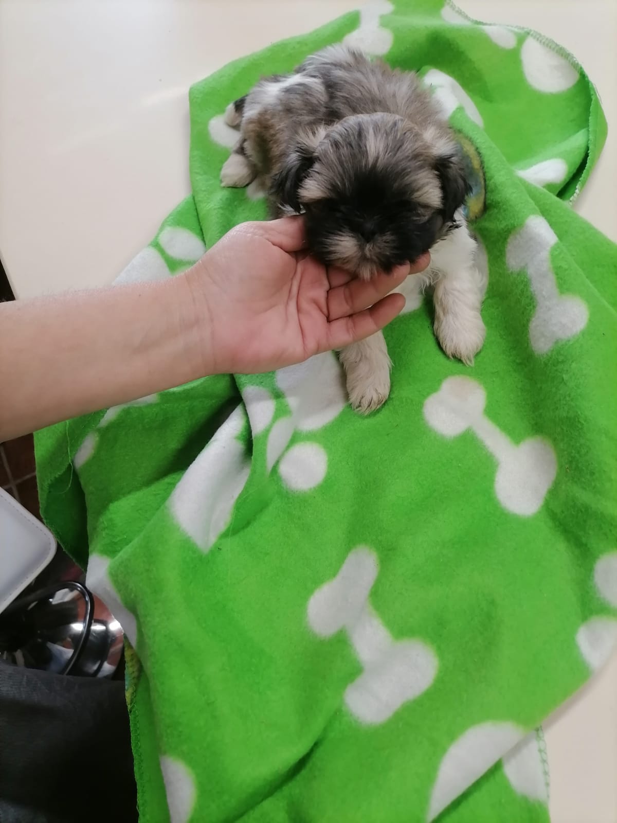 Camada de shih tzu 