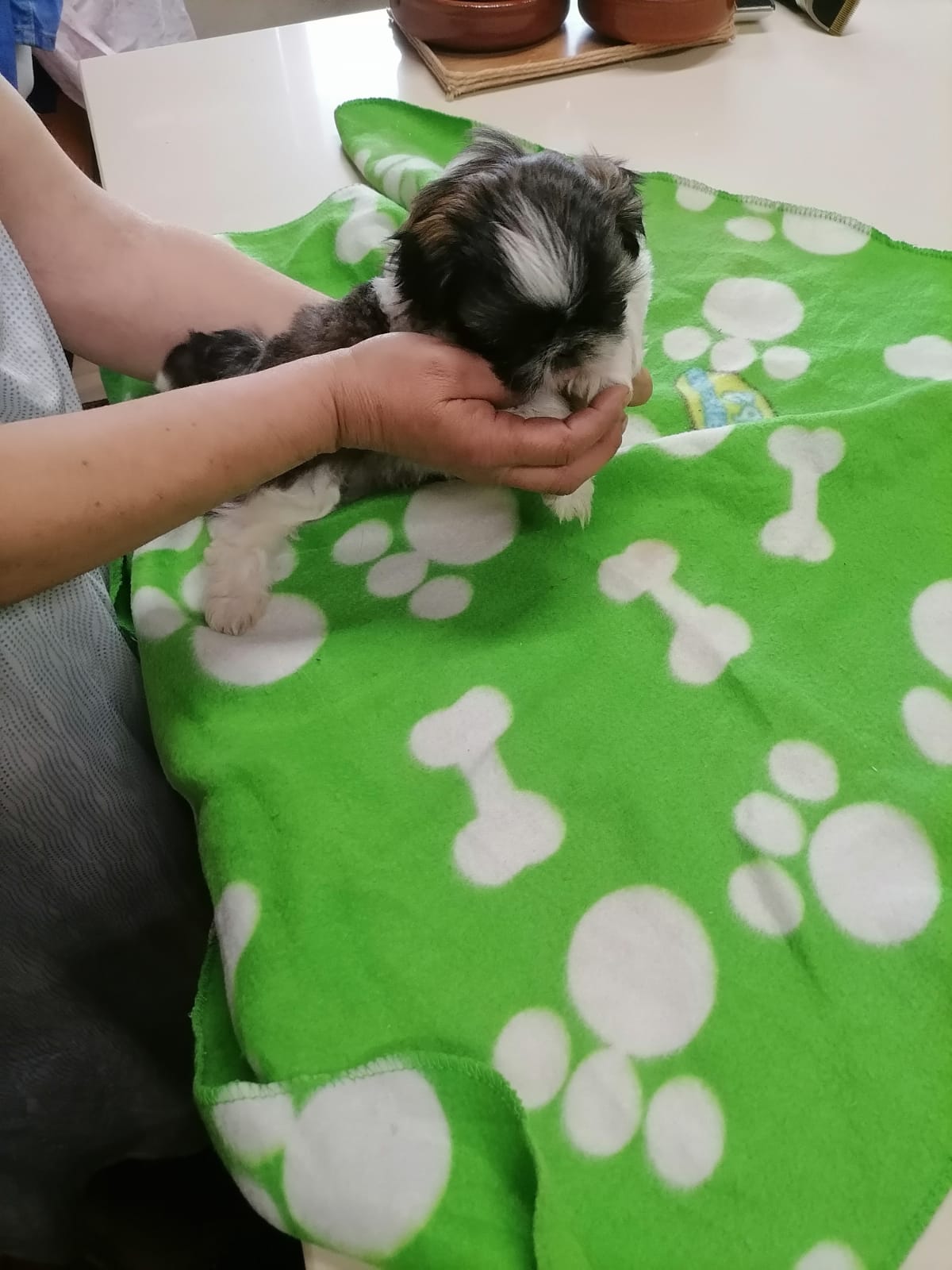 Foto 3 de Camada de shih tzu 