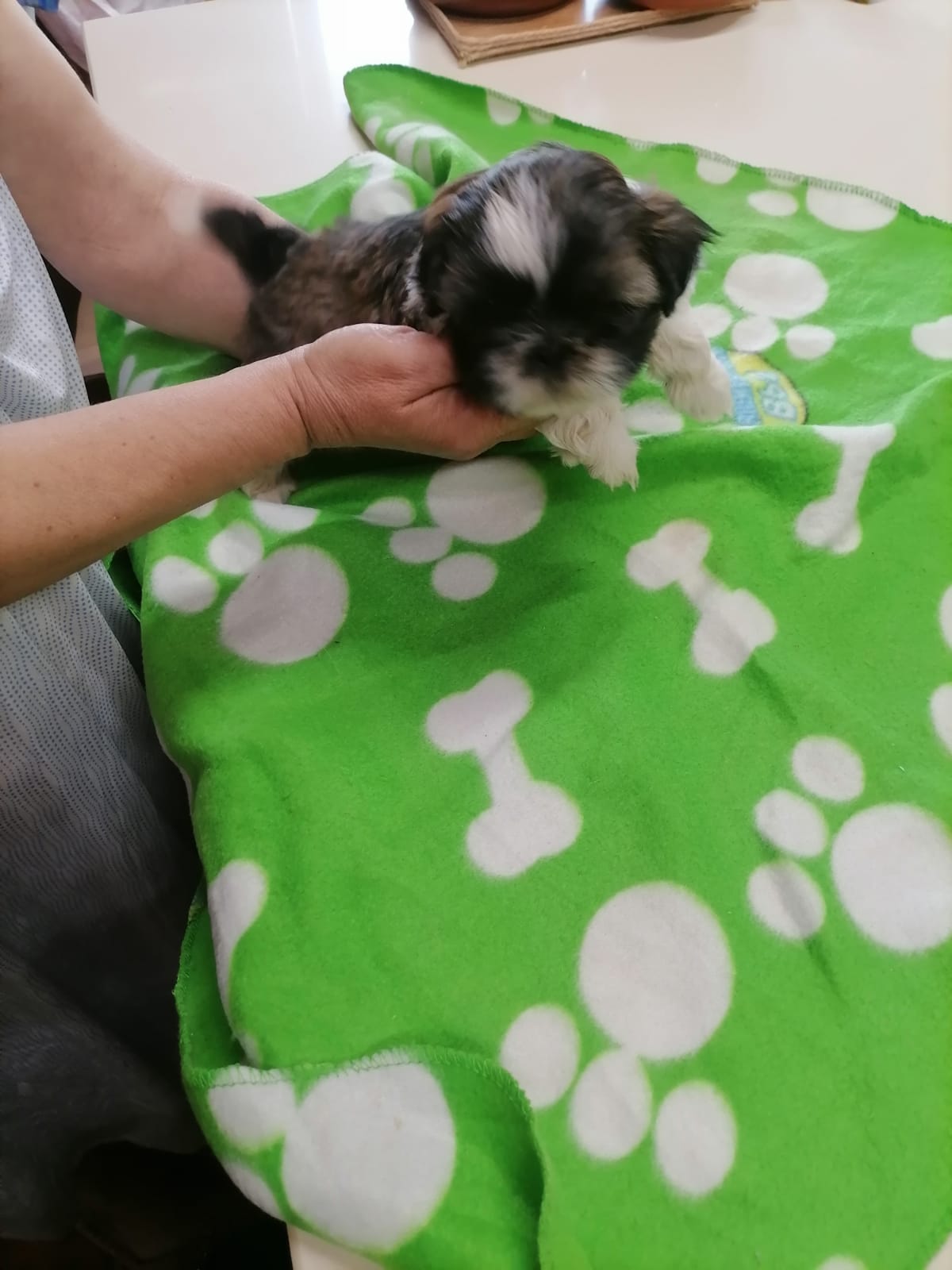 Foto 4 de Camada de shih tzu 