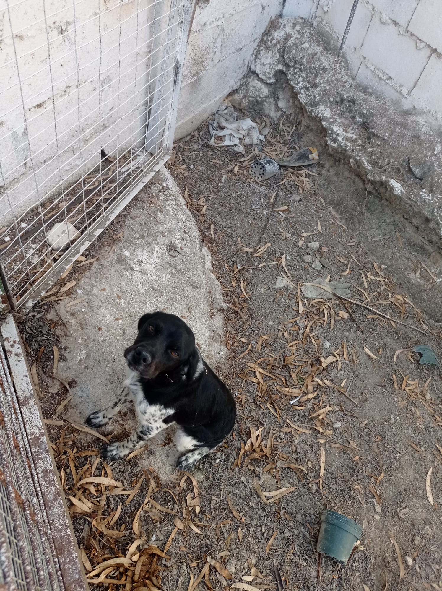 Perro bretón adopción 