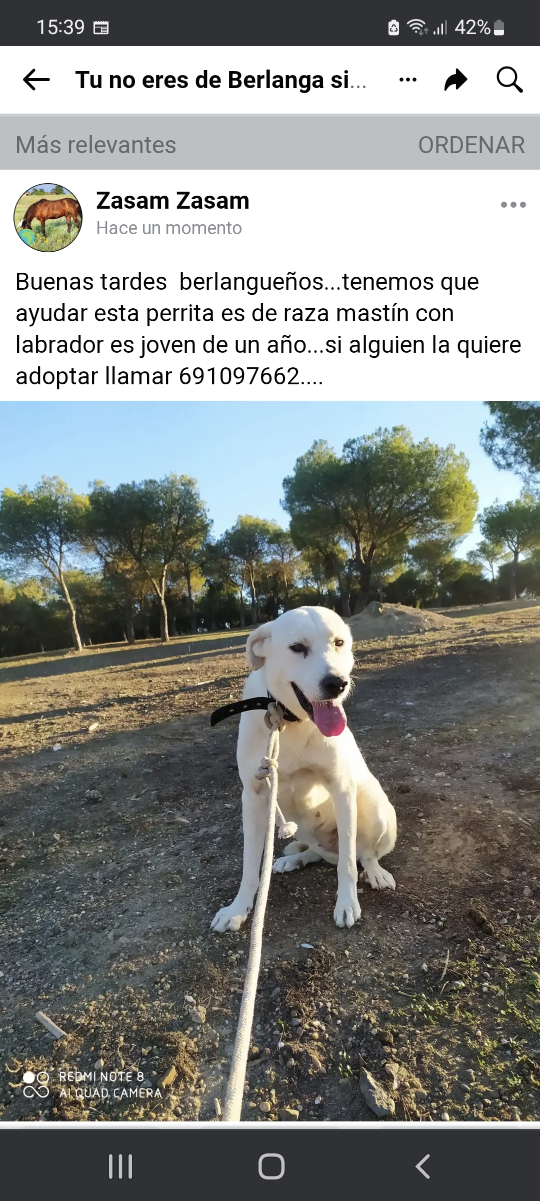 Mastina en adopción 