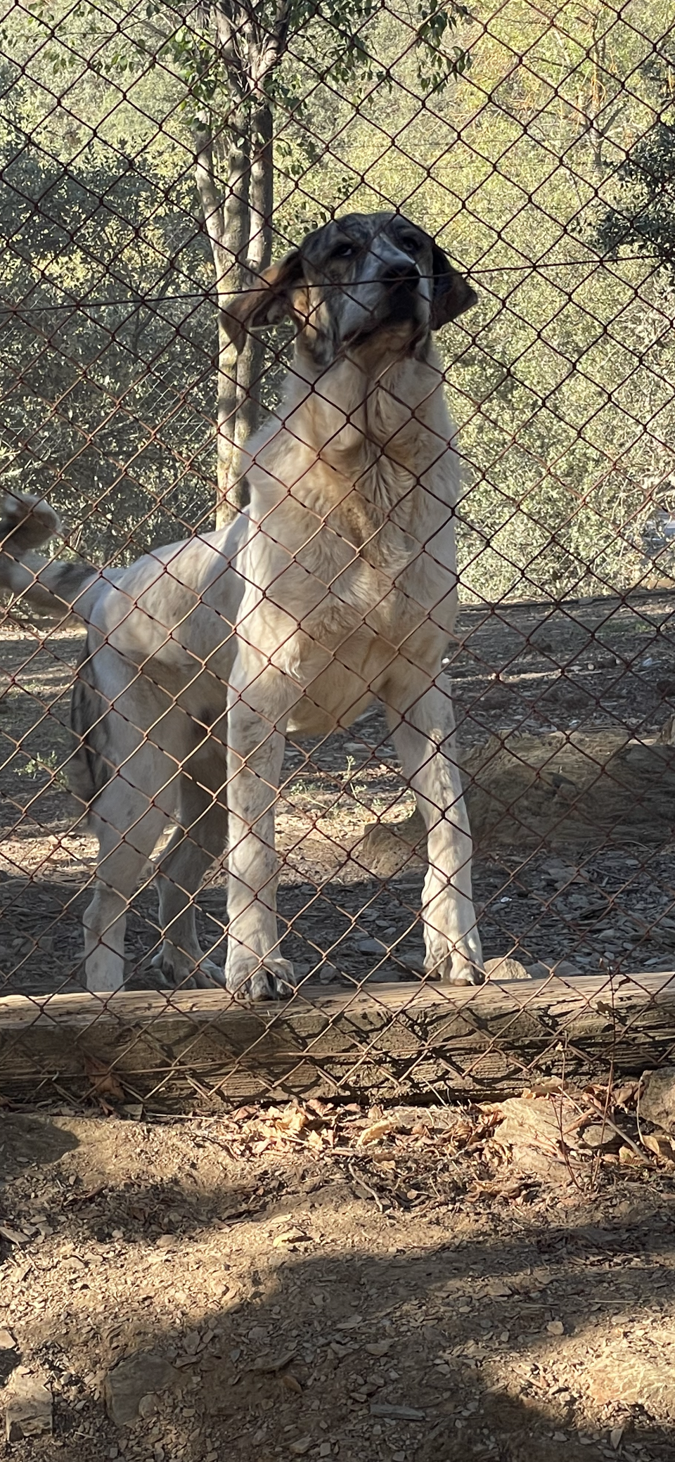 Se da en adopción mastín 