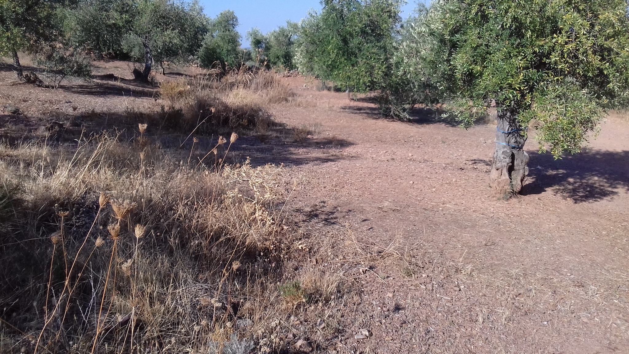 Olivar en Umbría de San Miguel