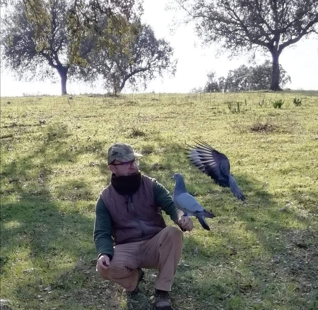 Palomas blue de gaconge e italianas