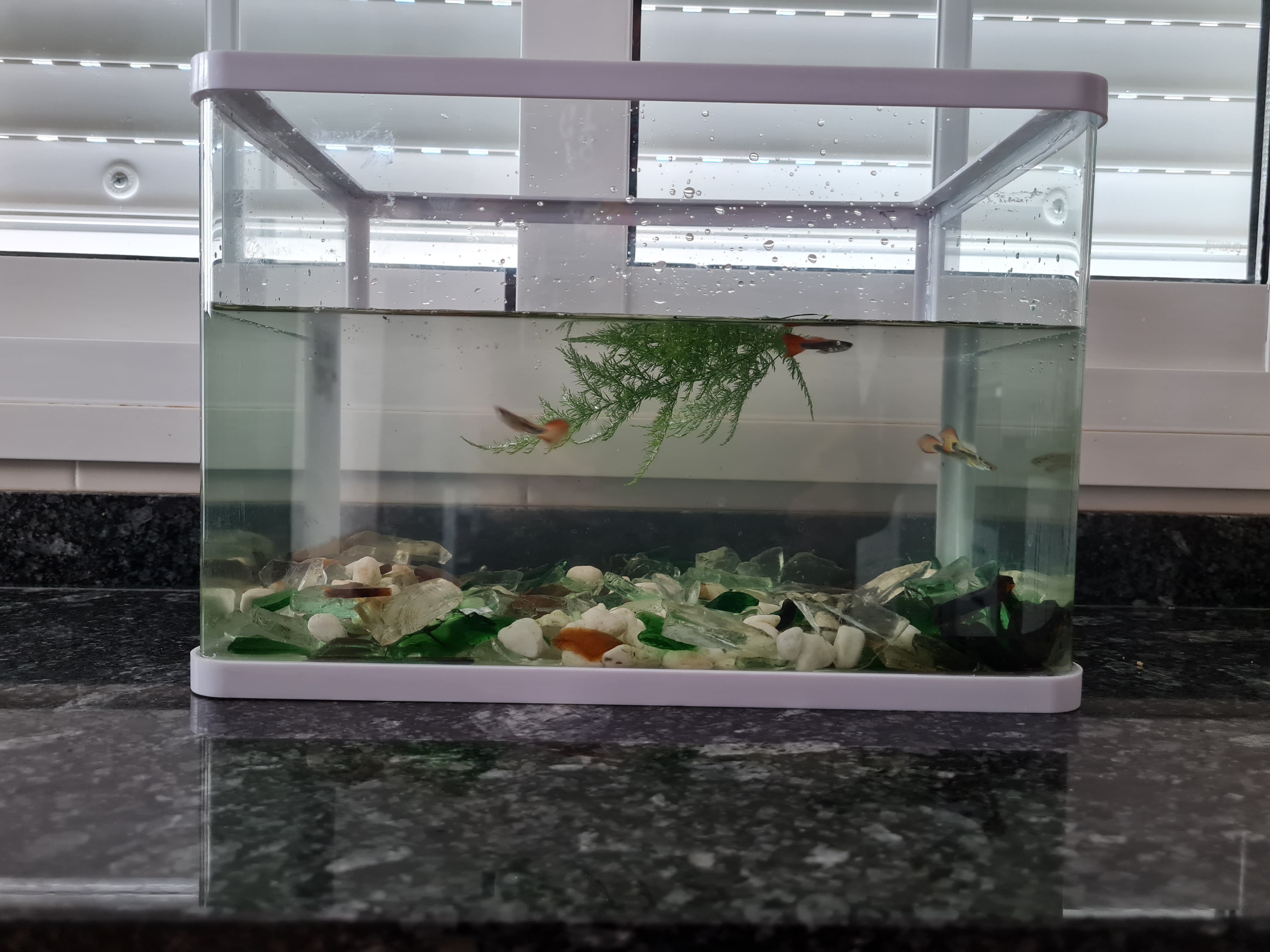 Acuario 15 litros 