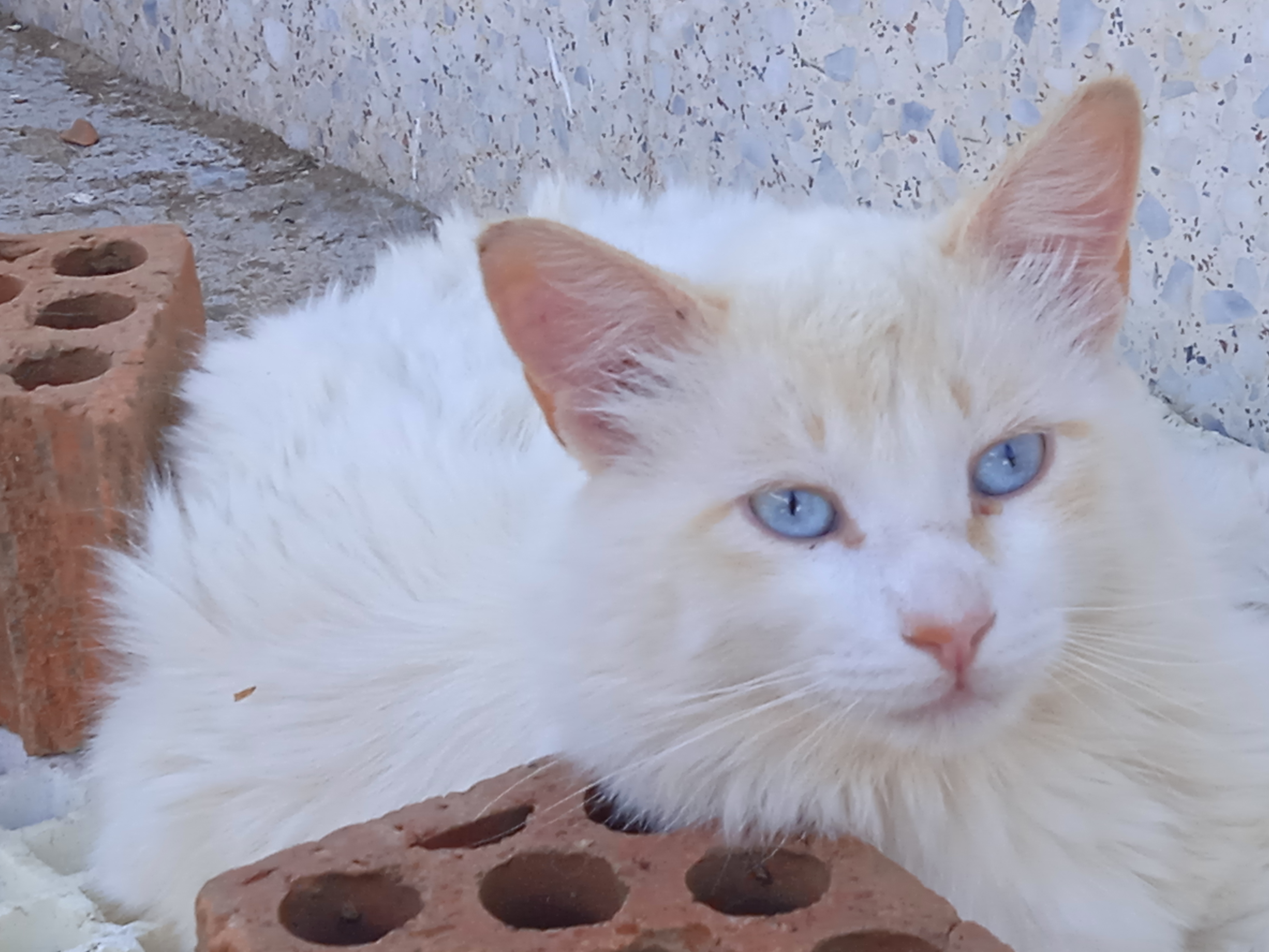Gatitos