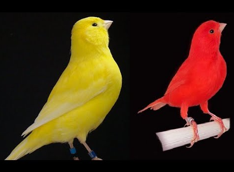 CANARIOS (ROJOS, AMARILLOS, INTENSOS Y NEVADOS)