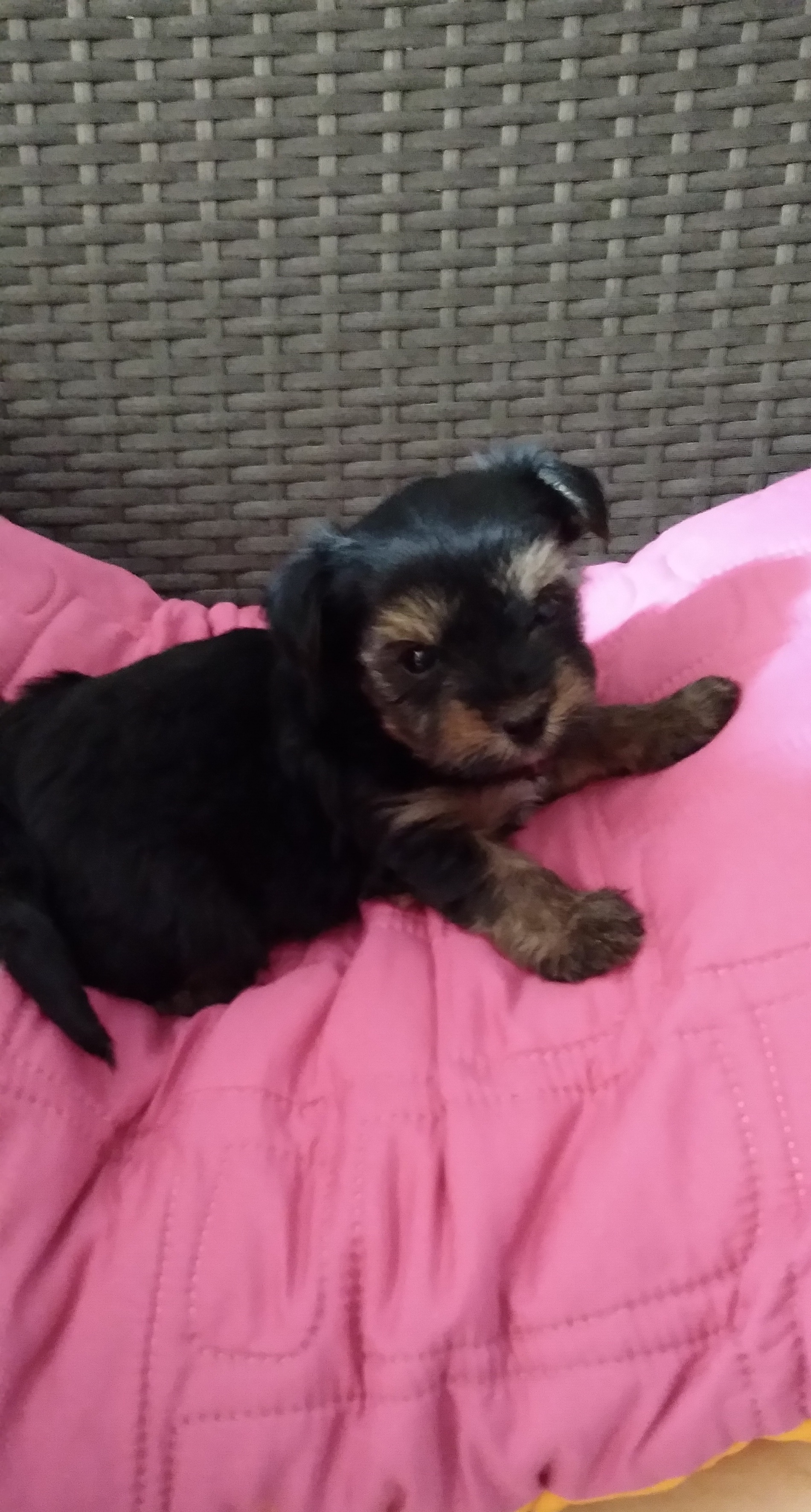 Se regala cachorro yorhsaire 