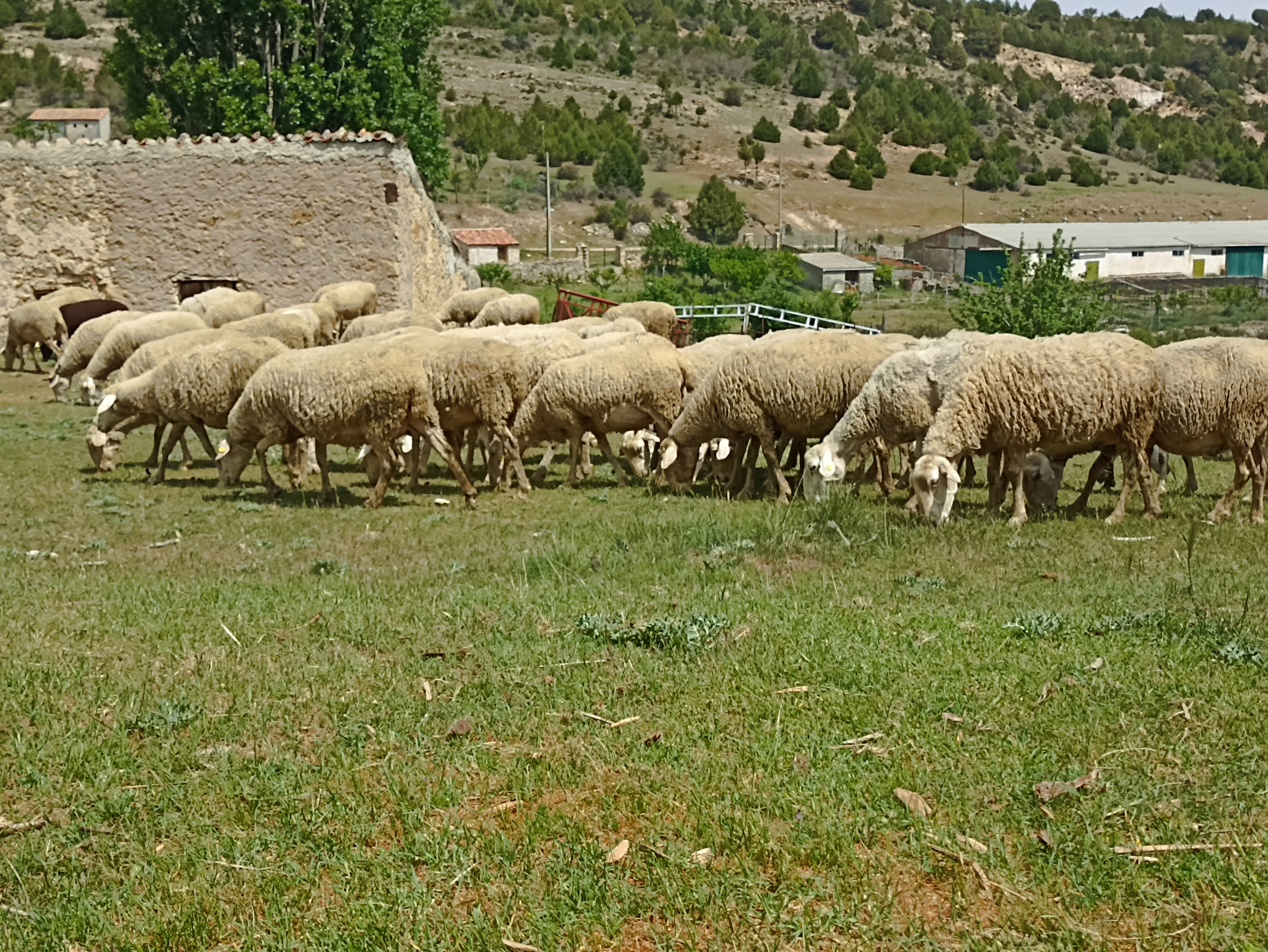 SE VENDEN 800 OVEJAS MANCHEGAS Y 19 CABRAS