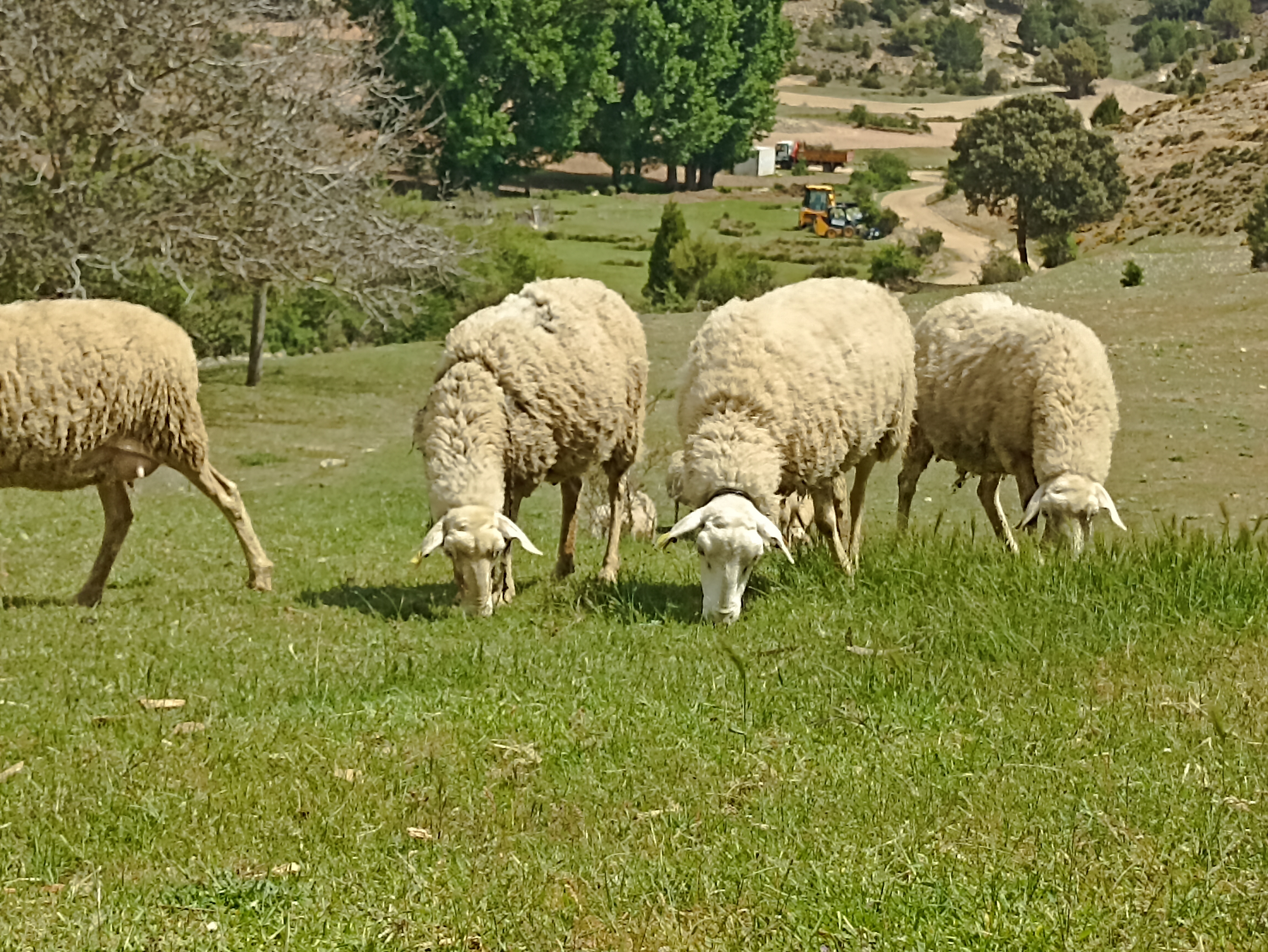 Foto 2 de SE VENDEN 800 OVEJAS MANCHEGAS Y 19 CABRAS