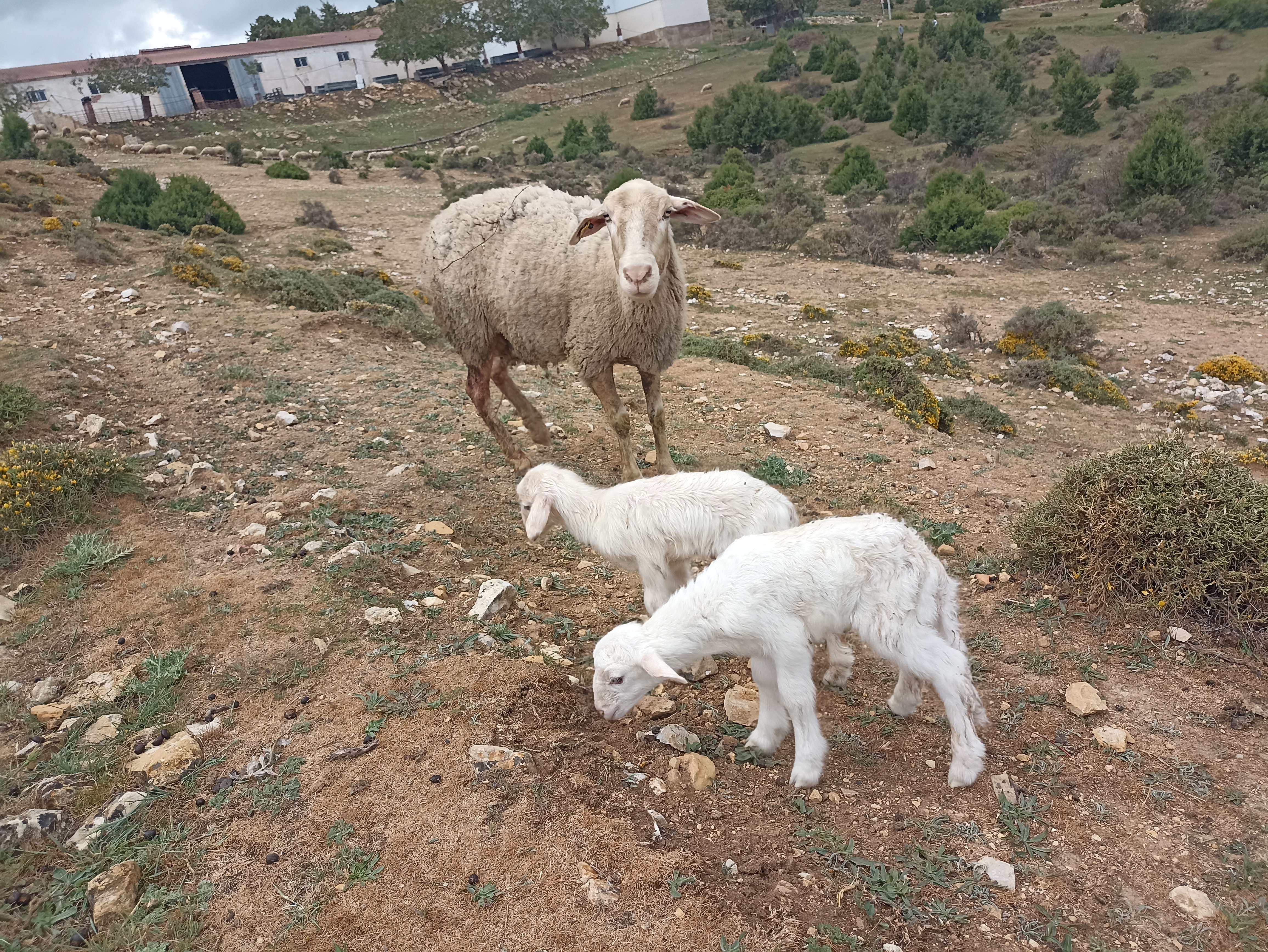 Foto 4 de SE VENDEN 800 OVEJAS MANCHEGAS Y 19 CABRAS