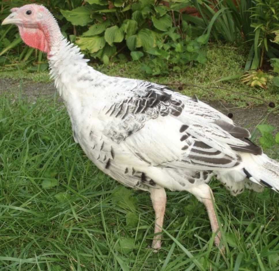 Pareja de pavo campero blanco