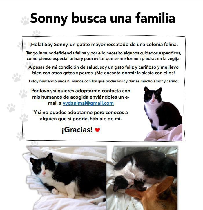 Foto 4 de SONNY, UN GATO INVISIBLE EN ADOPCIÓN