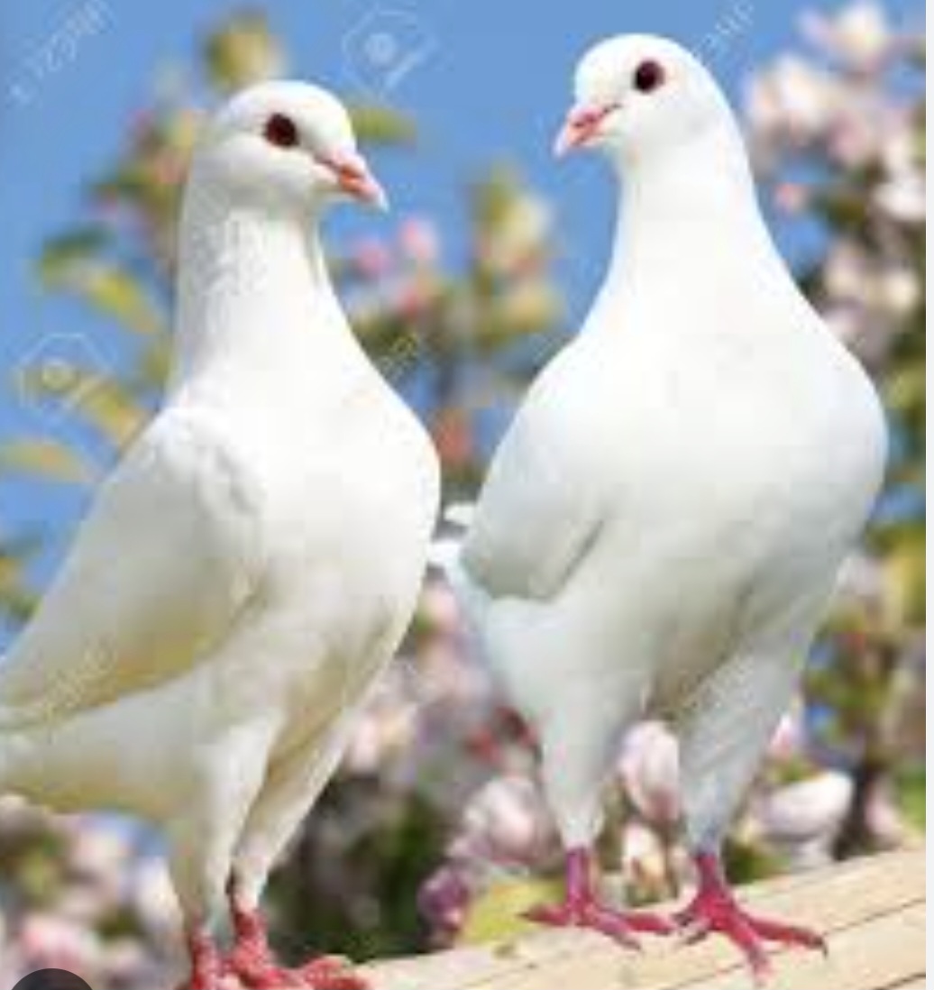 Compro palomas blancas
