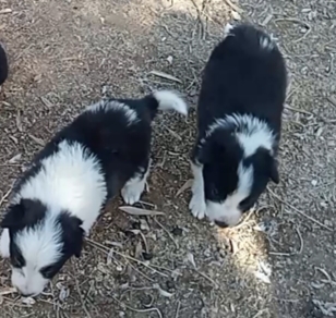 Perrito coli 