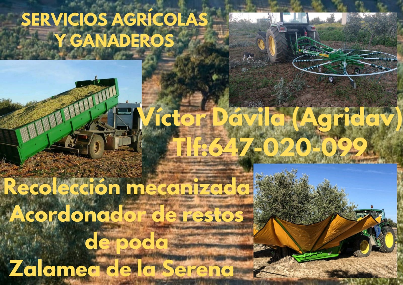 SERVICIO DE RECOGIDA DE ACEITUNAS CON PARAGUAS 