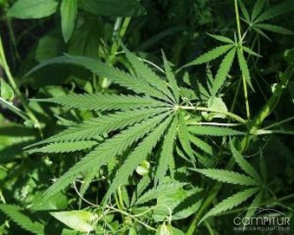 Un joven de Usagre oculta tres plantas de marihuana lanzándolas por encima de la tapia del cementerio 
