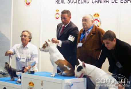 II Exposición Nacional Canina P Campeonato de España en Azuaga 