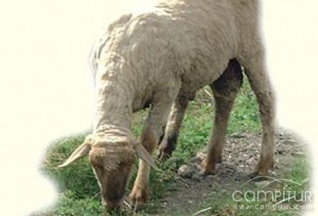 Curso de Ganadería Ecológica en la Sierra Norte de Sevilla 
