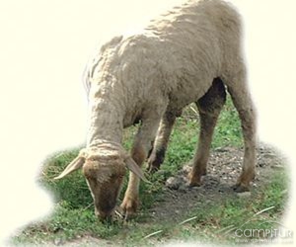 Curso de Ganadería Ecológica en la Sierra Norte de Sevilla 
