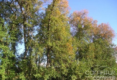 La Olmeda de Los Baselisos de Maguilla desclasificada como árbol singular 