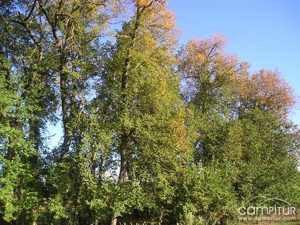 La Olmeda de Los Baselisos de Maguilla desclasificada como árbol singular 