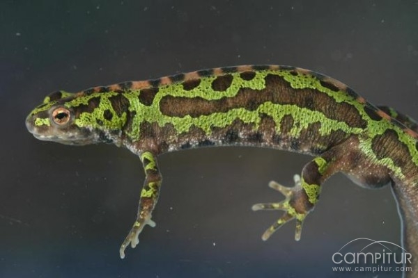 I Jornada de Seguimiento de Anfibios en Constantina 