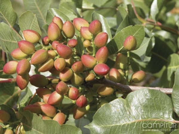 El Valle del Guadiato se beneficia de un proyecto de Diversificación Agrícola  