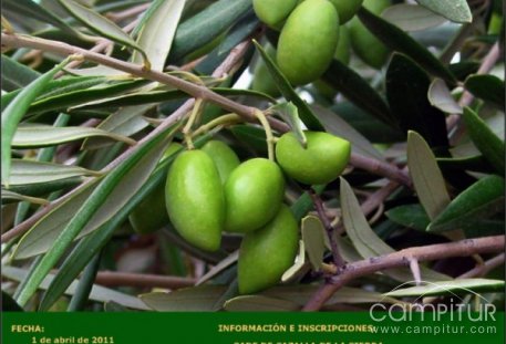 Jornada “Presente y Futuro del Olivar en la Sierra Norte de Sevilla” 