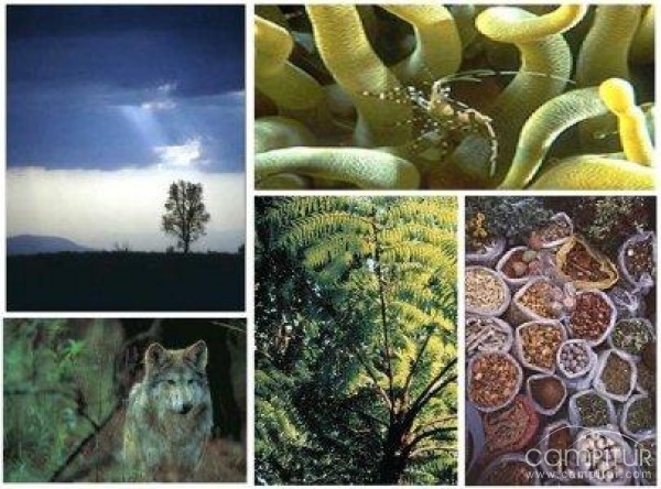 I Maratón y Concurso Fotográfico sobre Biodiversidad en Villanueva del Rey 