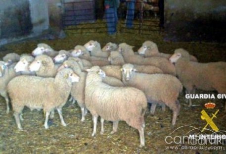 Detenidos dos vecinos de Usagre por robar 30 ovejas de una finca de Llerena 