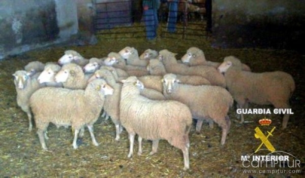 Detenidos dos vecinos de Usagre por robar 30 ovejas de una finca de Llerena 