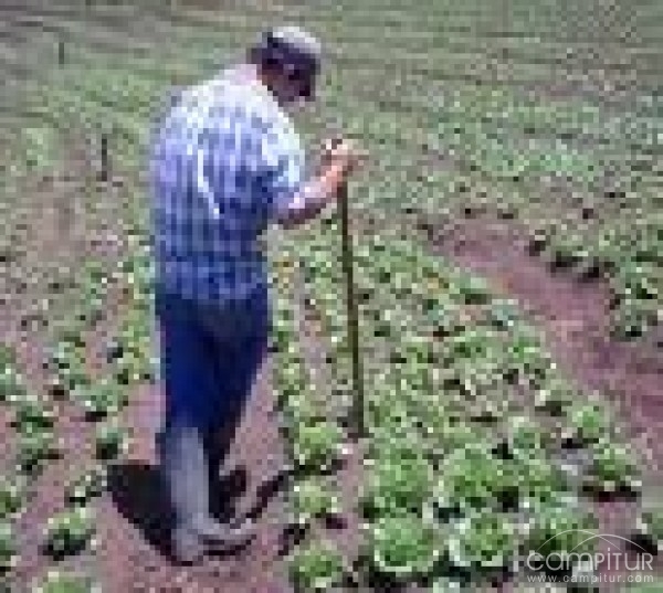 Ayudas para los jóvenes extremeños que quieran unirse a la actividad agraria 