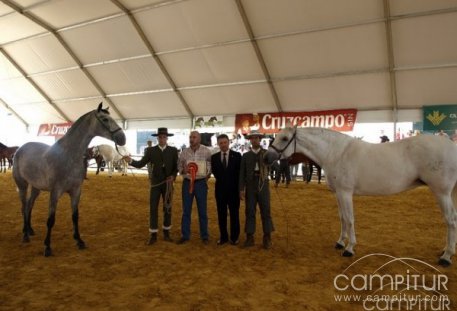 Celebrado el X Concurso Morfofuncional de Caballos de P.R.E. “Ciudad de Constantina” 