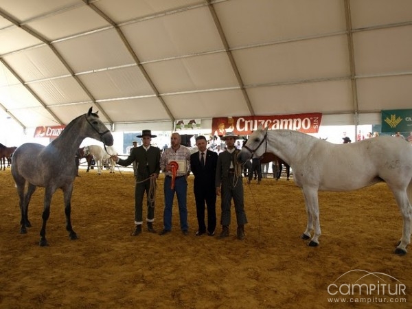 Celebrado el X Concurso Morfofuncional de Caballos de P.R.E. “Ciudad de Constantina” 